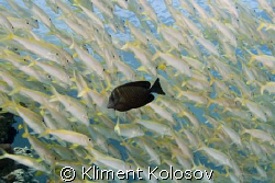 Yet another classic shot: kind of a black sheep by Kliment Kolosov 